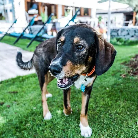 Alpenhotel Tyrol - - Hundefreundliches Konzepthotel - Adults Only Otel 4*