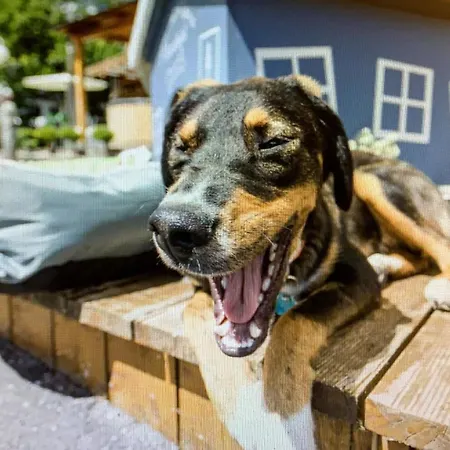 Alpenhotel Tyrol - - Adults Only - Alpines Lifestylehotel Otel 4*