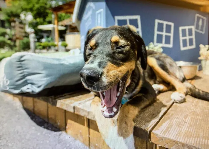 Alpenhotel Tyrol - - Adults Only - Alpines Lifestylehotel Hotel 4*